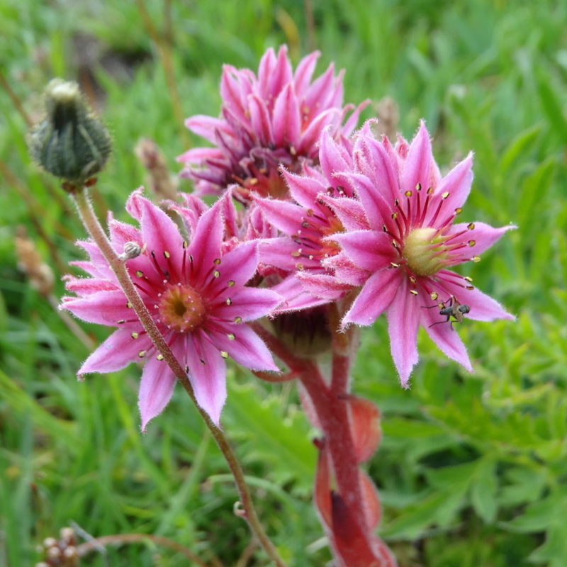 Blume für AccessBars